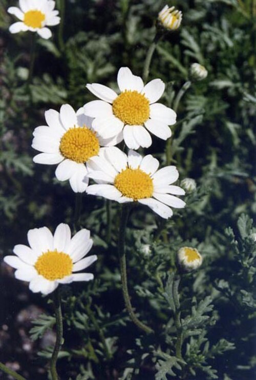 Anthemis maritima: Anthemis maritima