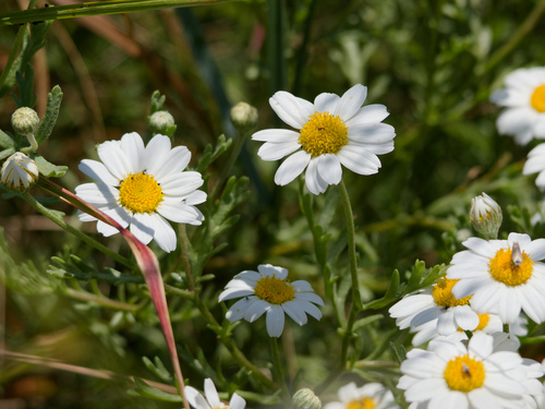 Anthemis maritima (Anthemis maritima)