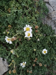 Anthemis maritima (Anthemis maritima)