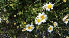 Anthemis maritima (Anthemis maritima)