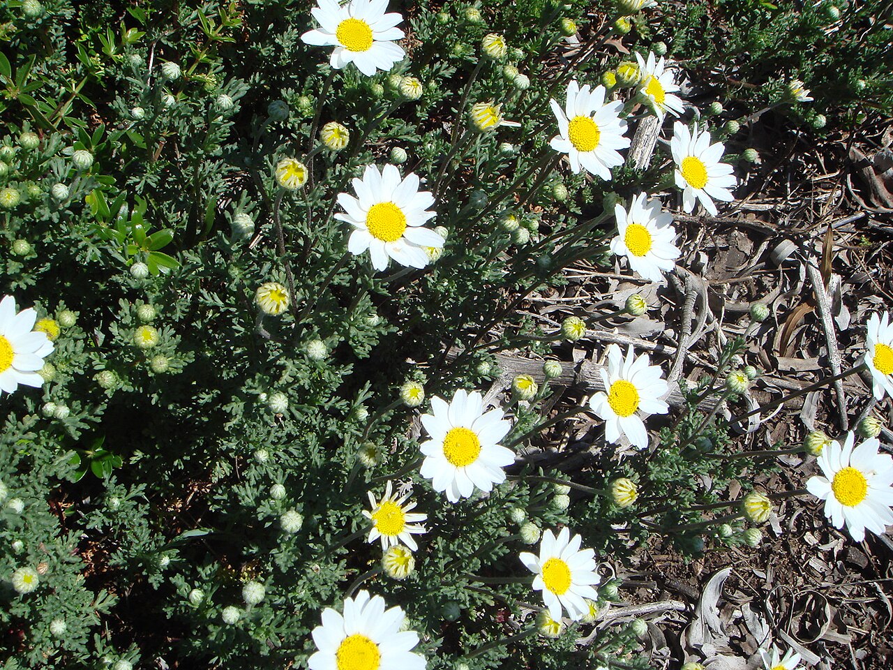 Anthemis maritima: Anthemis maritima , Costa de Cádiz, España