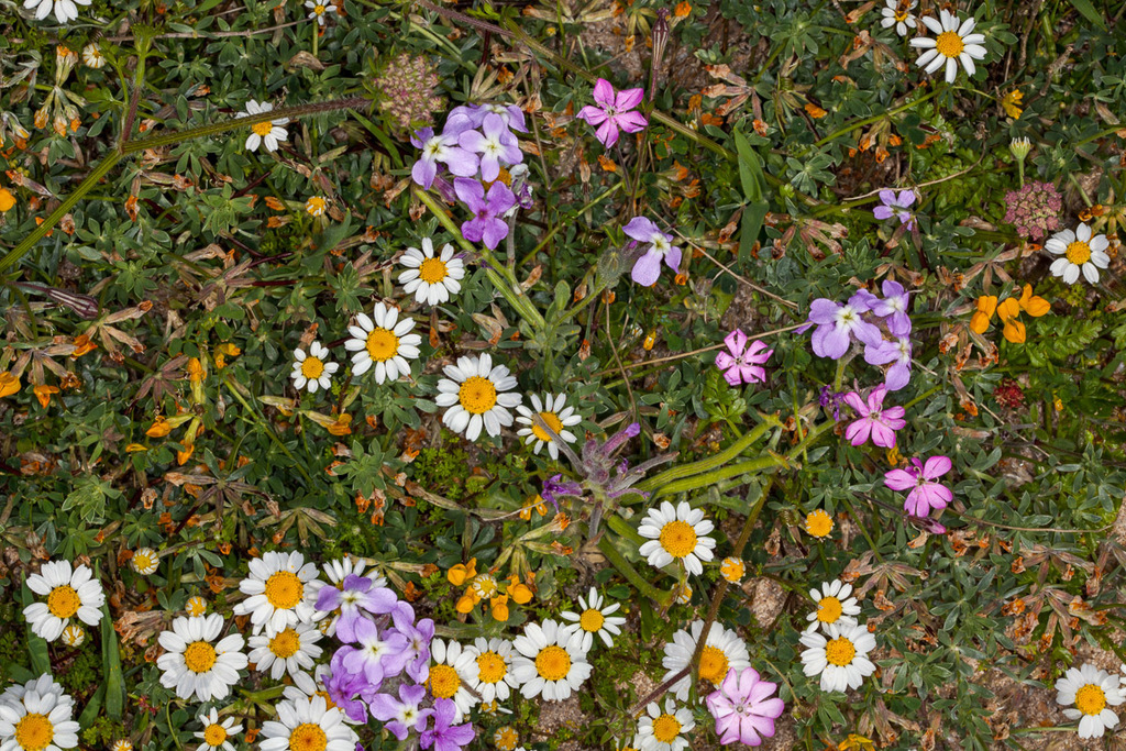 Anthemis maritima (Anthemis maritima)