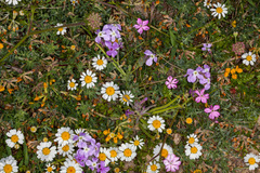 Anthemis maritima (Anthemis maritima)