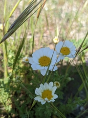 Anthemis maritima (Anthemis maritima)