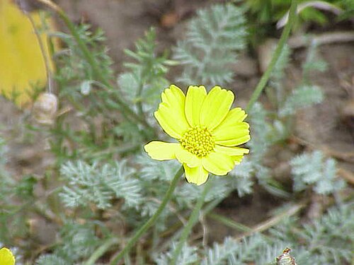 Anthemis marschalliana: Species : ' Archanthemis marschalliana (syn. Anthemis marschalliana ) Family : Asteraceae Image No. 2