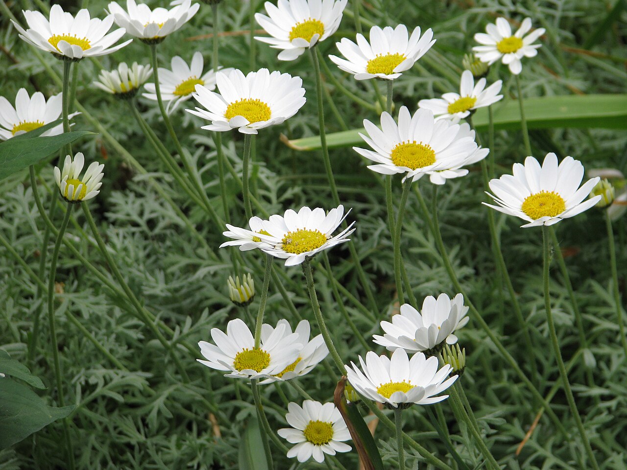 Anthemis punctata: Probably the first plant I 'propagated'. A neighbour gave me a bunch of stems and I think I weighed them down in the dirt with a slab, and lo and behold - they