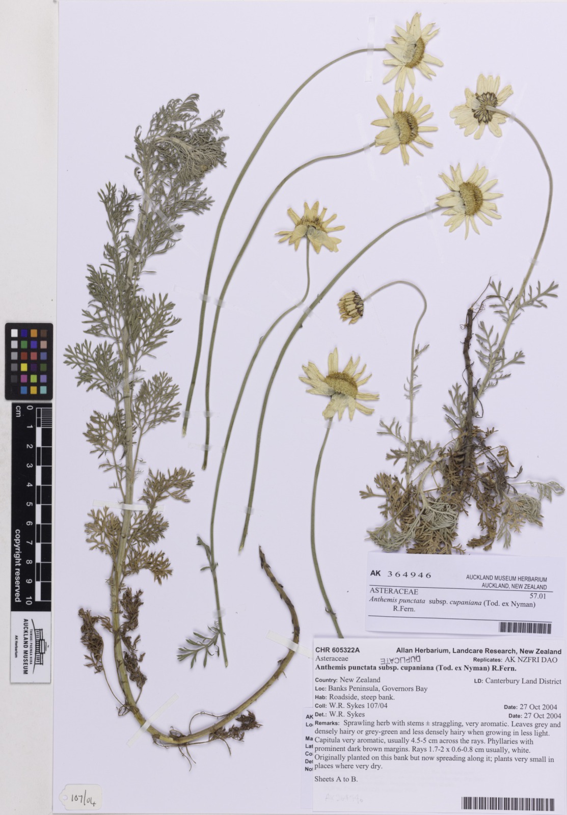 Anthemis punctata (Anthemis punctata)