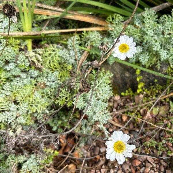 Anthemis punctata (Anthemis punctata)