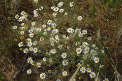 Anthemis ruthenica (Anthemis ruthenica)