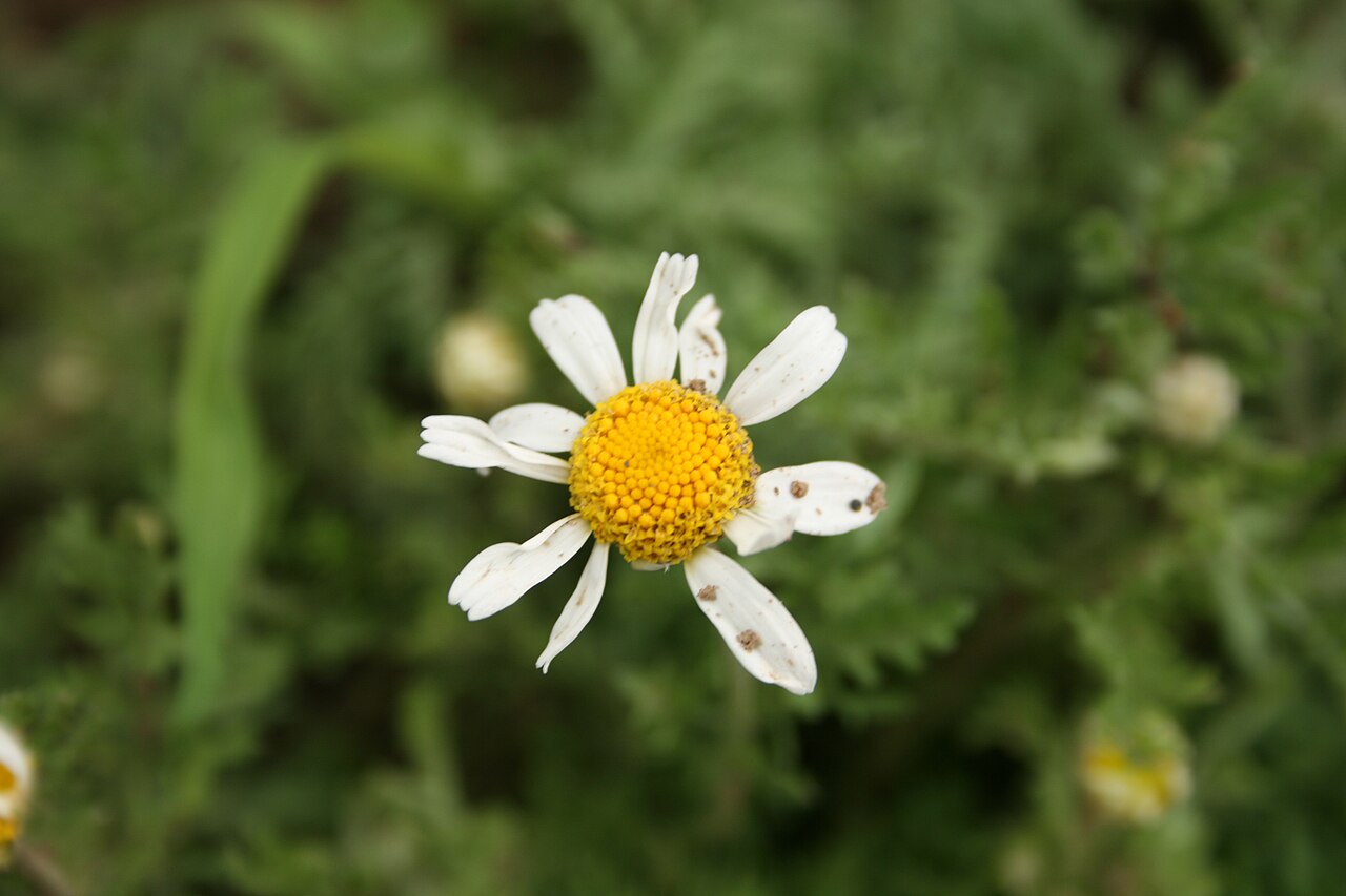 Anthemis ruthenica: Asteraceae im Ober-Olmer Wald. Natalie Schmalz