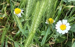 Anthemis ruthenica (Anthemis ruthenica)