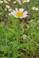 Anthemis ruthenica (Anthemis ruthenica)
