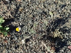 Anthemis ruthenica (Anthemis ruthenica)