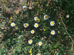 Anthemis ruthenica (Anthemis ruthenica)