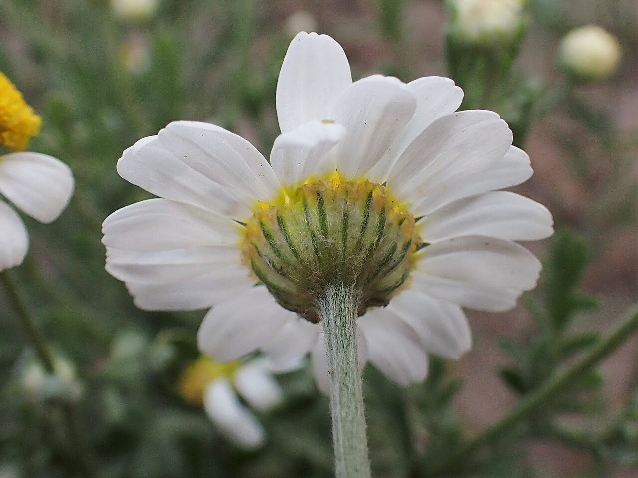 Anthemis ruthenica: Anthemis ruthenica in Nowy Tomyśl, W Poland