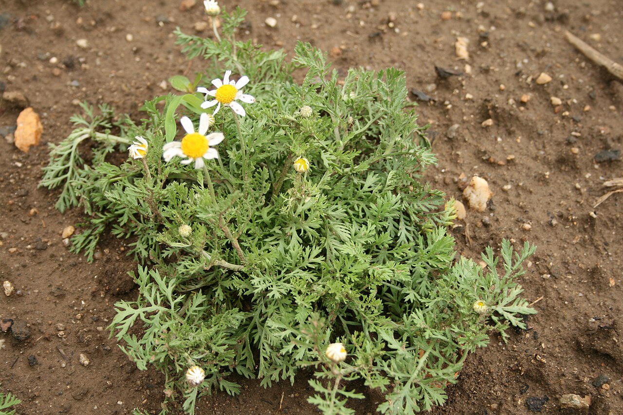 Anthemis ruthenica: Asteraceae im Ober-Olmer Wald. Natalie Schmalz