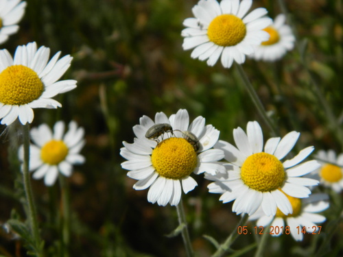 Anthemis ruthenica (Anthemis ruthenica)