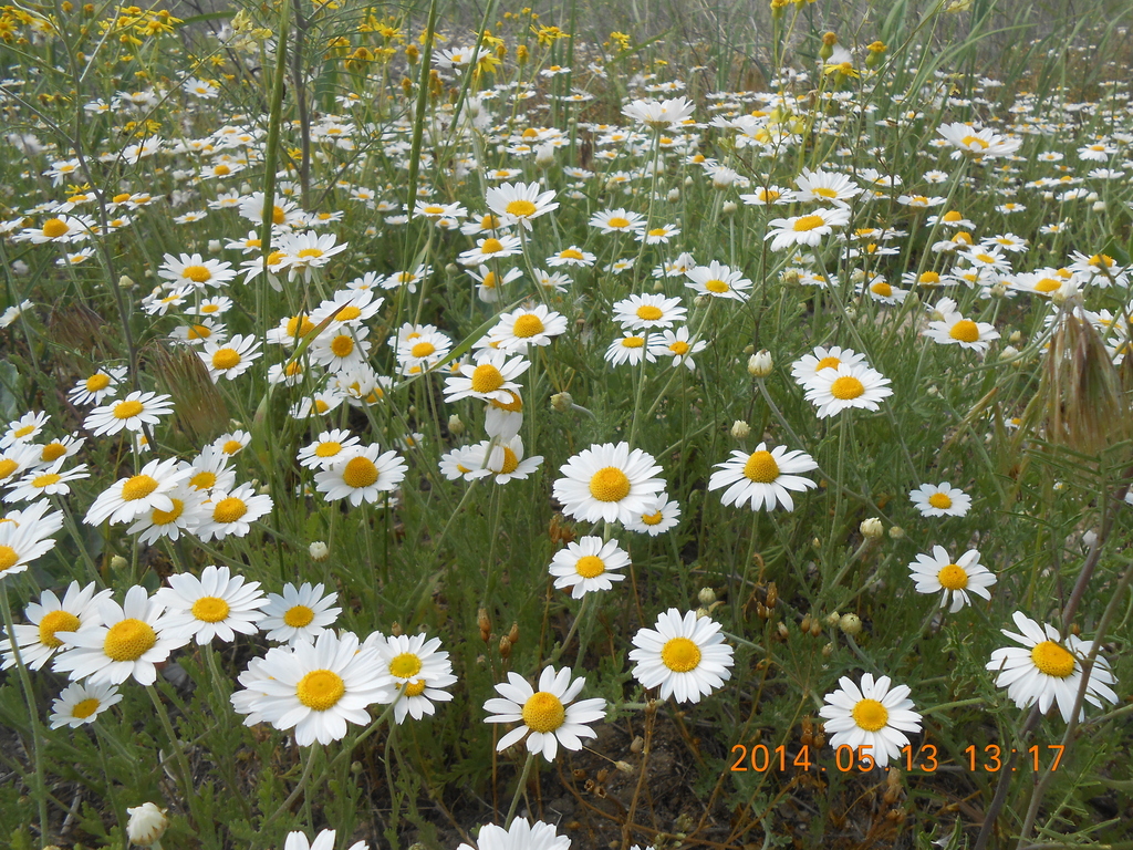 Anthemis ruthenica (Anthemis ruthenica)