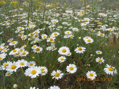 Anthemis ruthenica (Anthemis ruthenica)