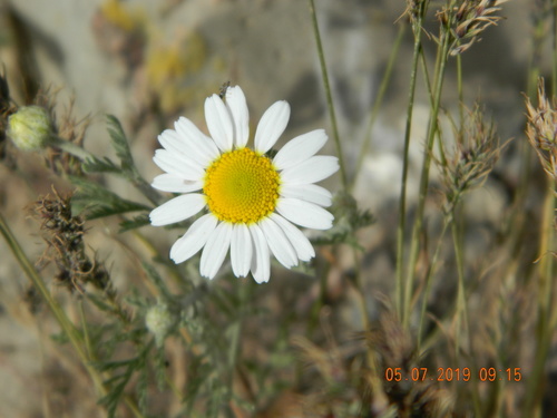 Anthemis ruthenica (Anthemis ruthenica)