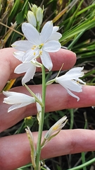 Anthericum baeticum (Anthericum baeticum)