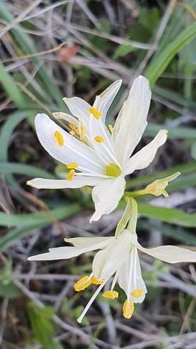 Anthericum baeticum (Anthericum baeticum)