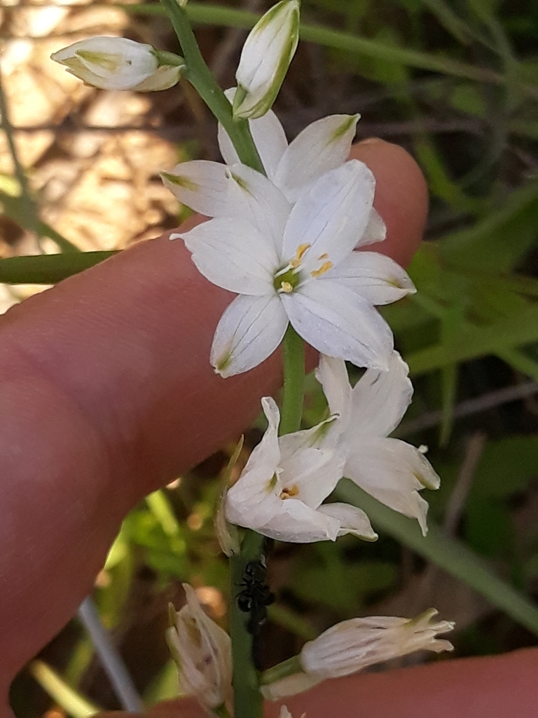Anthericum baeticum (Anthericum baeticum)