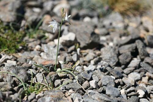 Anthericum baeticum (Anthericum baeticum)
