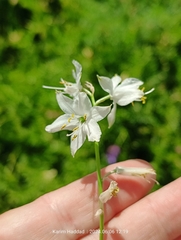Anthericum baeticum (Anthericum baeticum)