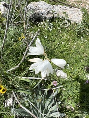Anthericum baeticum (Anthericum baeticum)