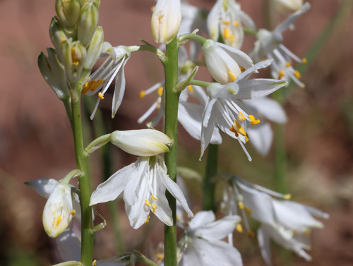 Anthericum baeticum (Anthericum baeticum)