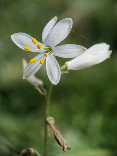 Anthericum baeticum (Anthericum baeticum)