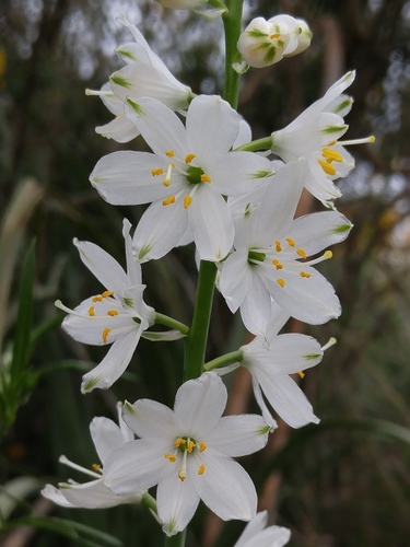 Anthericum baeticum (Anthericum baeticum)