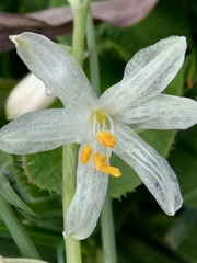 Anthericum baeticum (Anthericum baeticum)