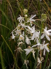 Anthericum baeticum (Anthericum baeticum)