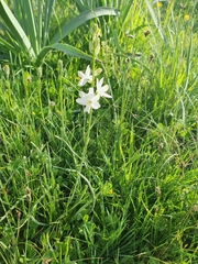 Anthericum baeticum (Anthericum baeticum)