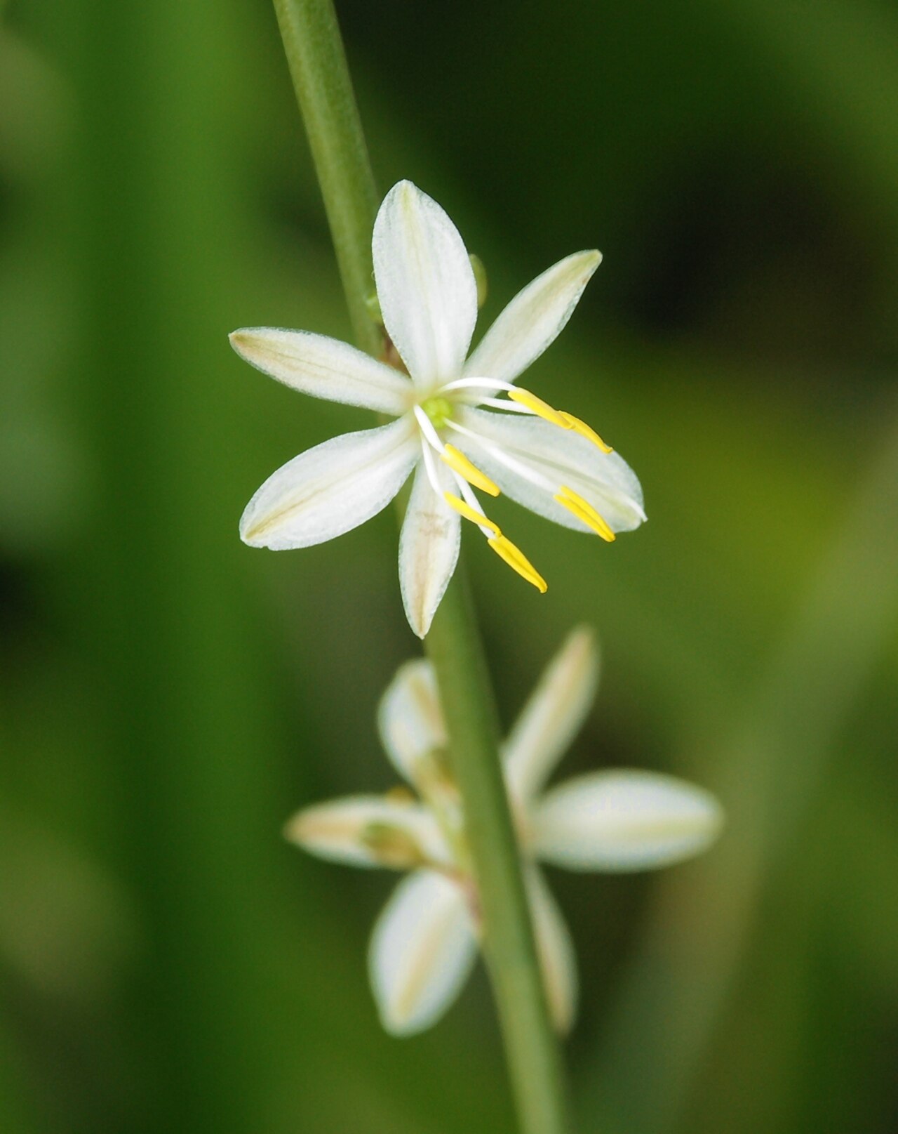 St. Bernard’s lily: St Bernard's lily