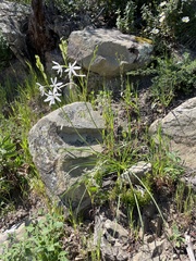 St. Bernard’s lily (Anthericum liliago)
