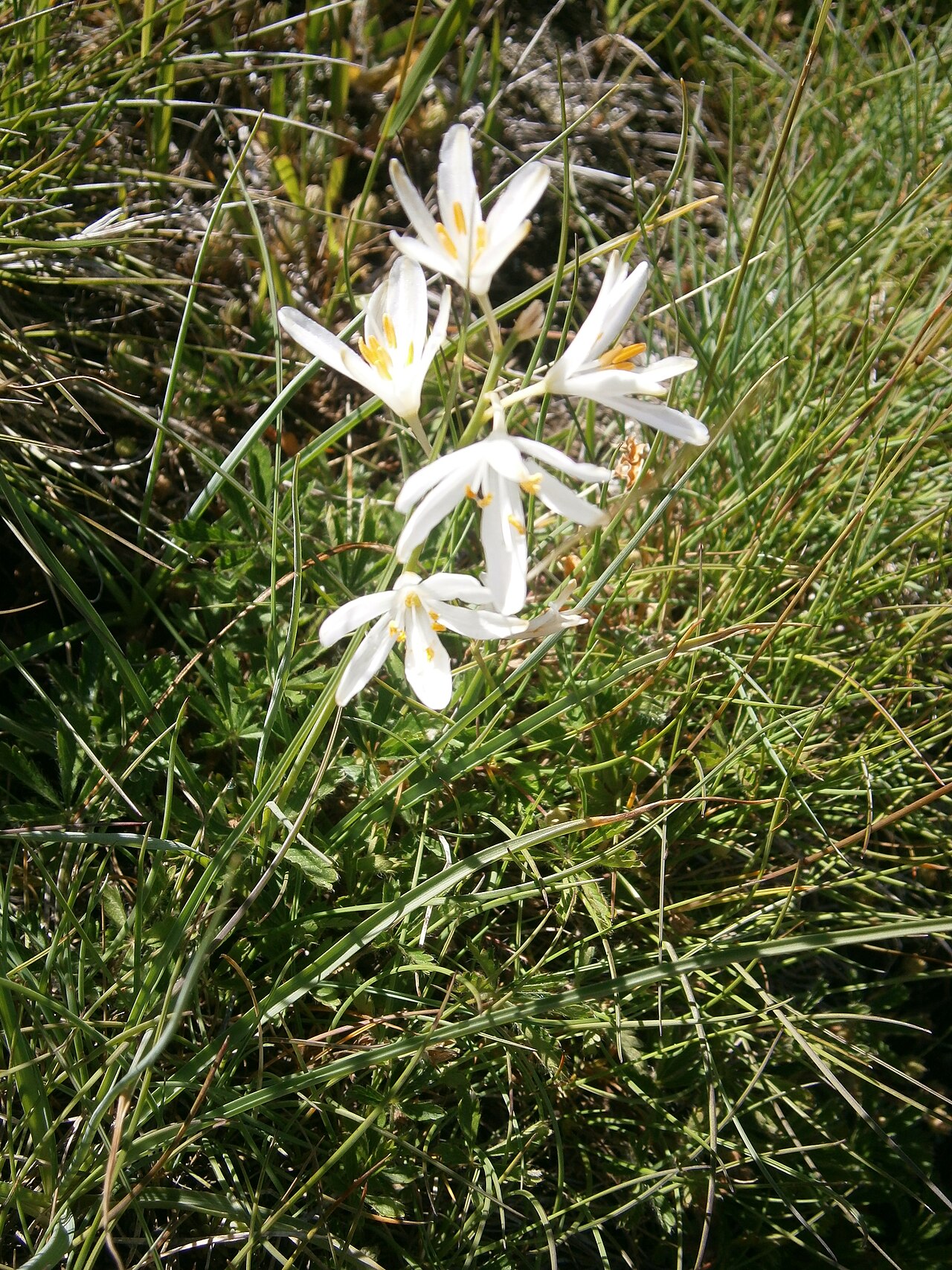 St. Bernard’s lily: Anthericum liliago