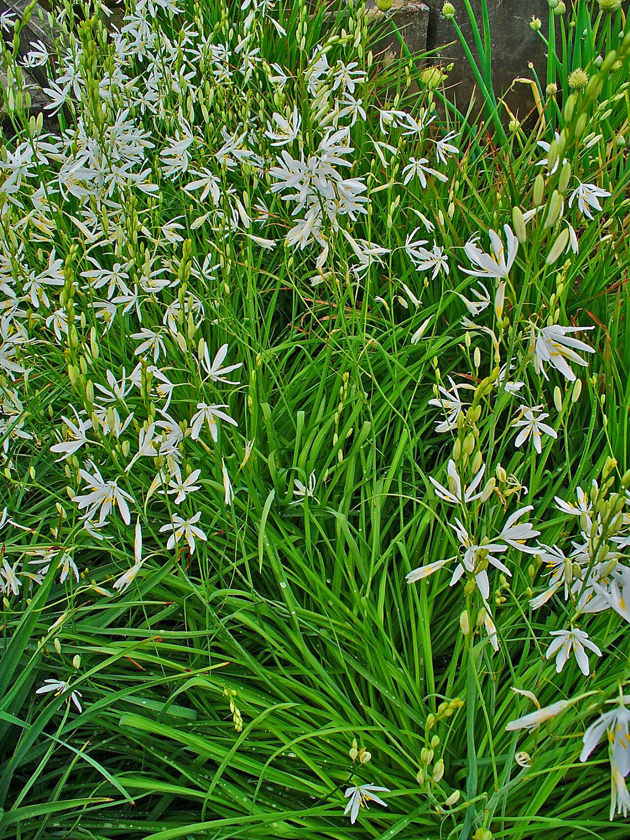 St. Bernard’s lily: Anthericum liliago , Agavaceae, St. Bernard's Lily, habitus; Botanical Garden KIT, Karlsruhe, Germany.
