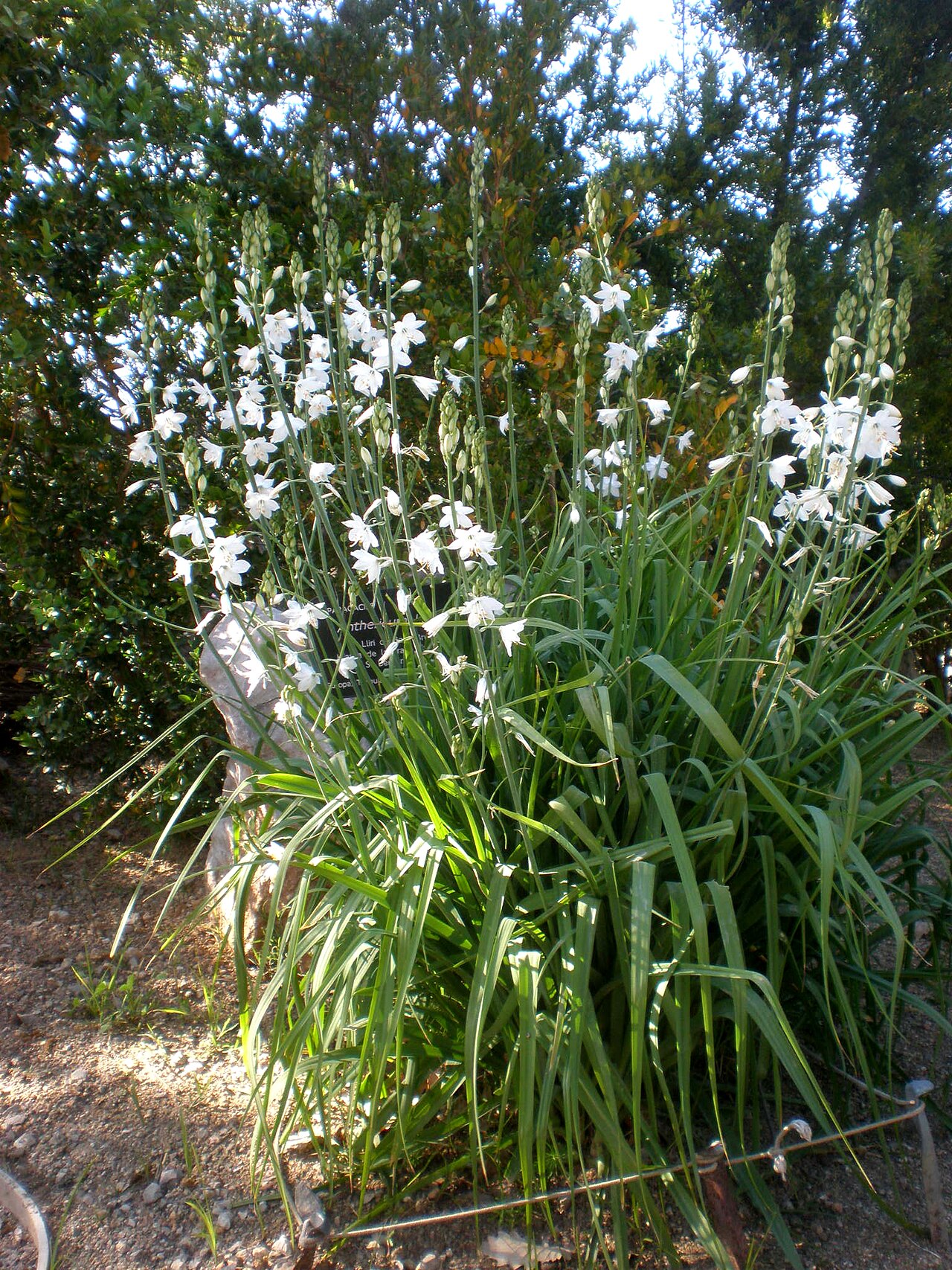St. Bernard’s lily: Jardín Botánico de Barcelona.