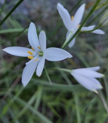 St. Bernard’s lily (Anthericum liliago)