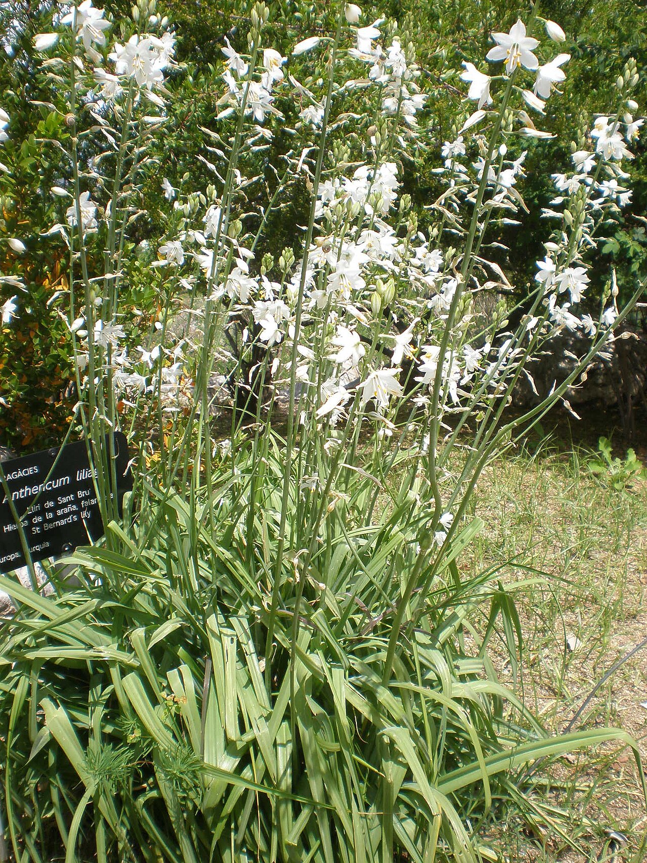 St. Bernard’s lily: Jardín Botánico de Barcelona.