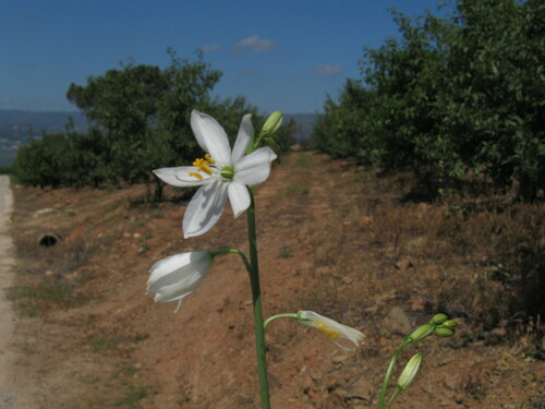 St. Bernard’s lily (Anthericum liliago)