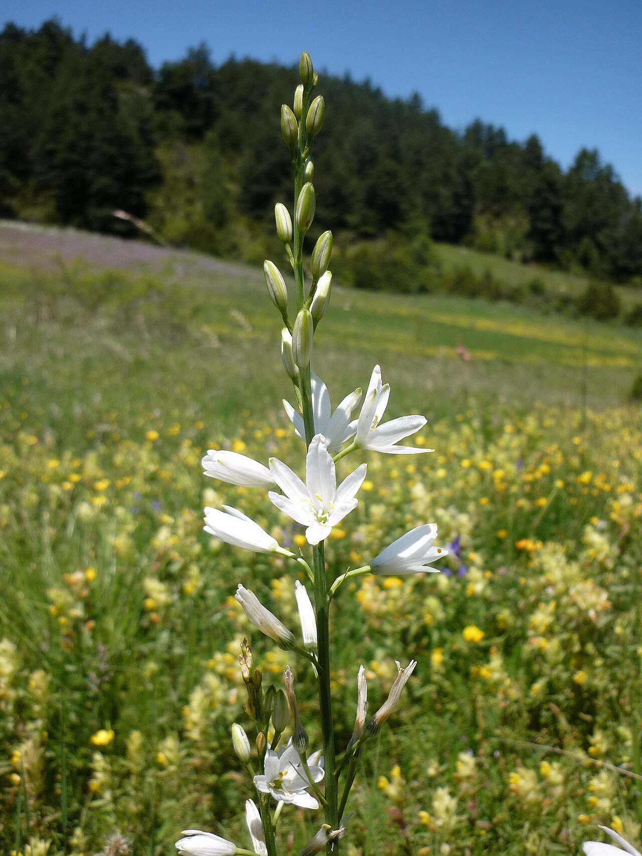 St. Bernard’s lily: Anthericum liliago . In Estana (Baixa Cerdanya-Catalunya). To 1.540 m. altitude
