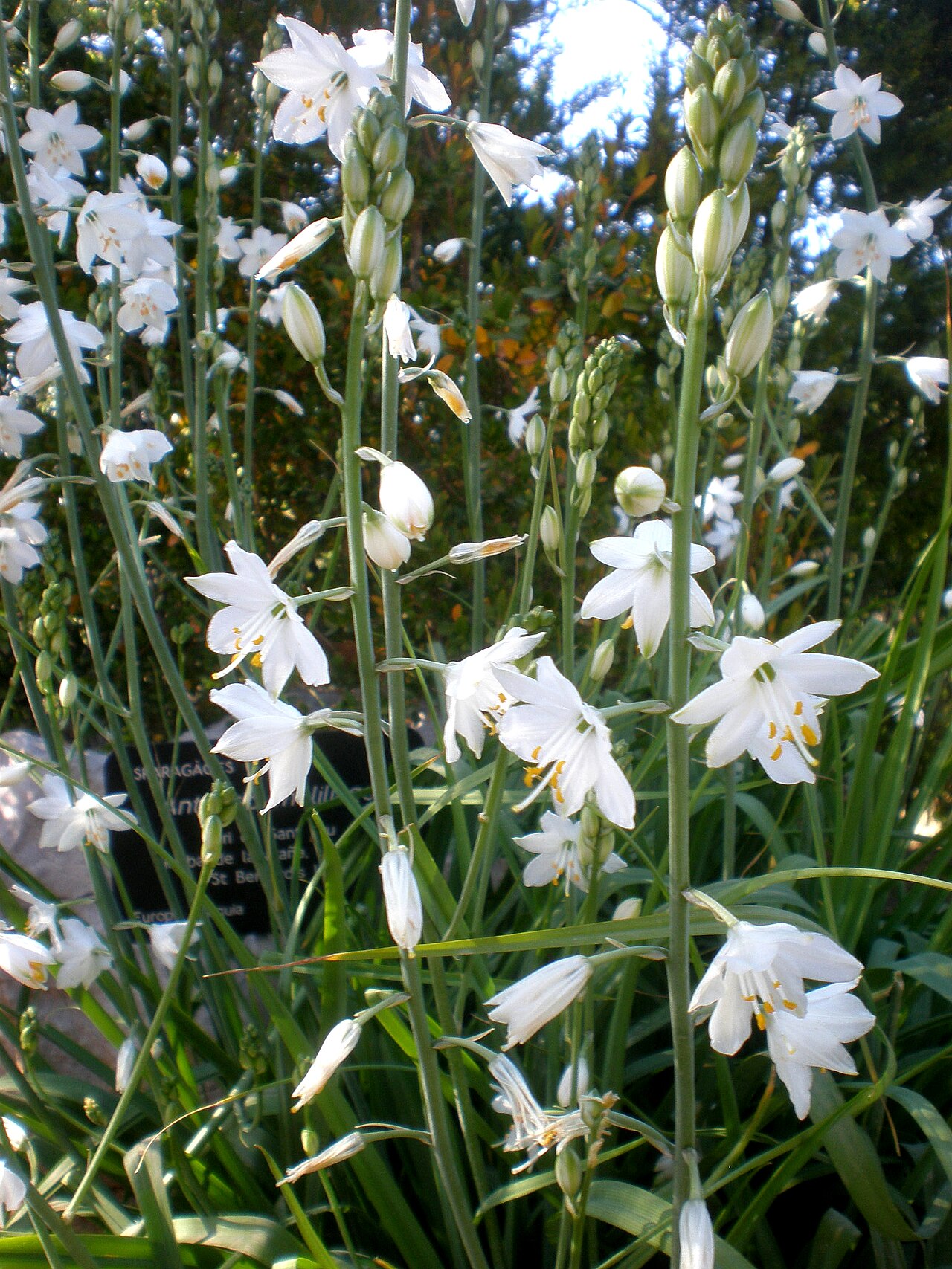 St. Bernard’s lily: Jardín Botánico de Barcelona.