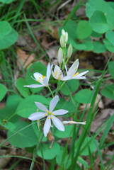 St. Bernard’s lily (Anthericum liliago)