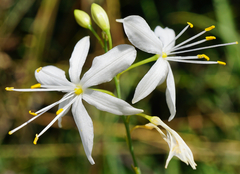 Branched St Bernard's lily (Anthericum ramosum)
