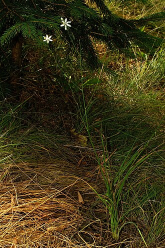 Branched St Bernard's lily: Navadni kosmuljek v Kalu - Koritnica.
