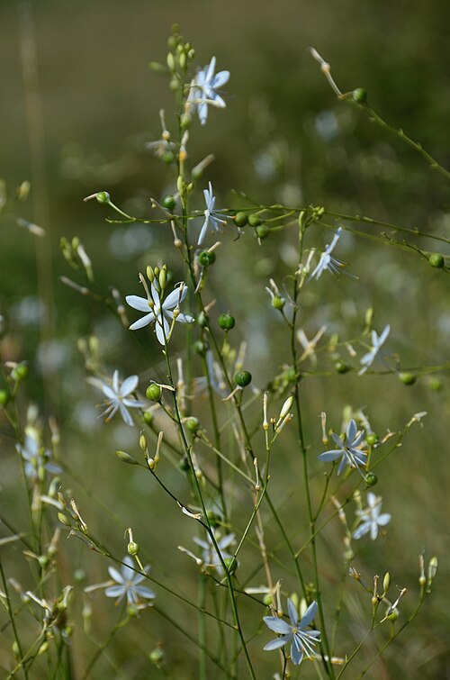 Branched St Bernard's lily: Anthericum ramosum
